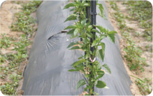 Early stage of mulching
